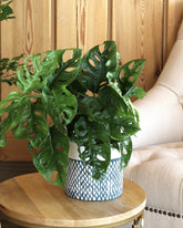 نبتة القفص الصدري